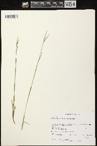 Carex leptonervia image