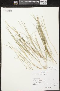 Carex prairea image