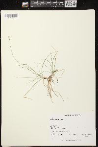 Carex peckii image