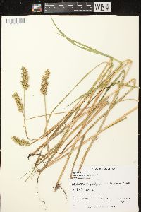 Carex stipata var. stipata image