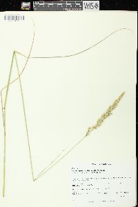 Calamagrostis stricta image