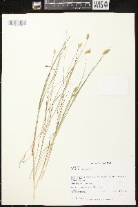 Carex crawfordii image