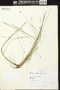 Eleocharis ovata image