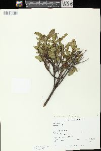 Ceanothus herbaceus image