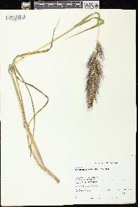 Echinochloa walteri image