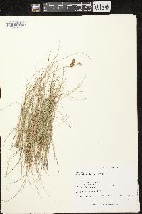 Eleocharis erythropoda image