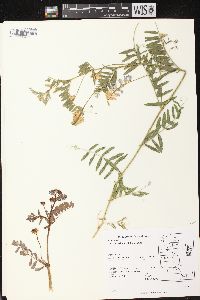 Vicia americana subsp. americana image