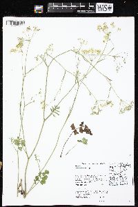 Pimpinella saxifraga image