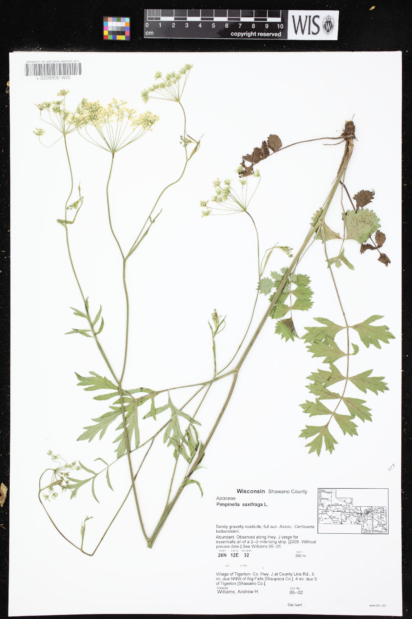 Pimpinella saxifraga image