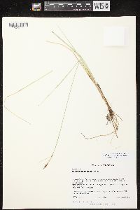 Carex livida image