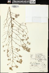 Tsuga canadensis image