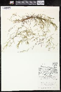 Potamogeton foliosus subsp. foliosus image