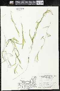 Potamogeton pusillus subsp. tenuissimus image