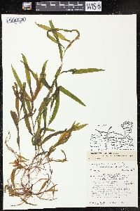 Potamogeton alpinus image