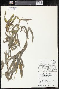 Potamogeton alpinus image