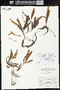 Potamogeton alpinus image