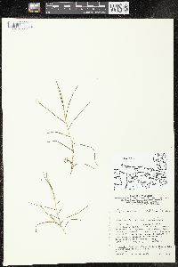 Potamogeton strictifolius image