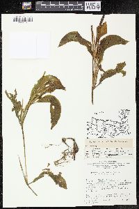 Potamogeton amplifolius image