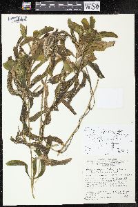 Potamogeton amplifolius image