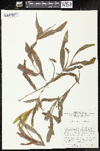 Potamogeton alpinus image