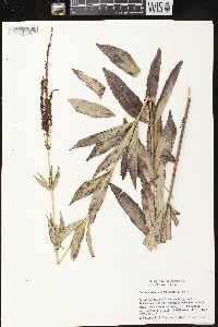 Veronicastrum virginicum image