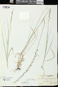 Bouteloua curtipendula var. curtipendula image