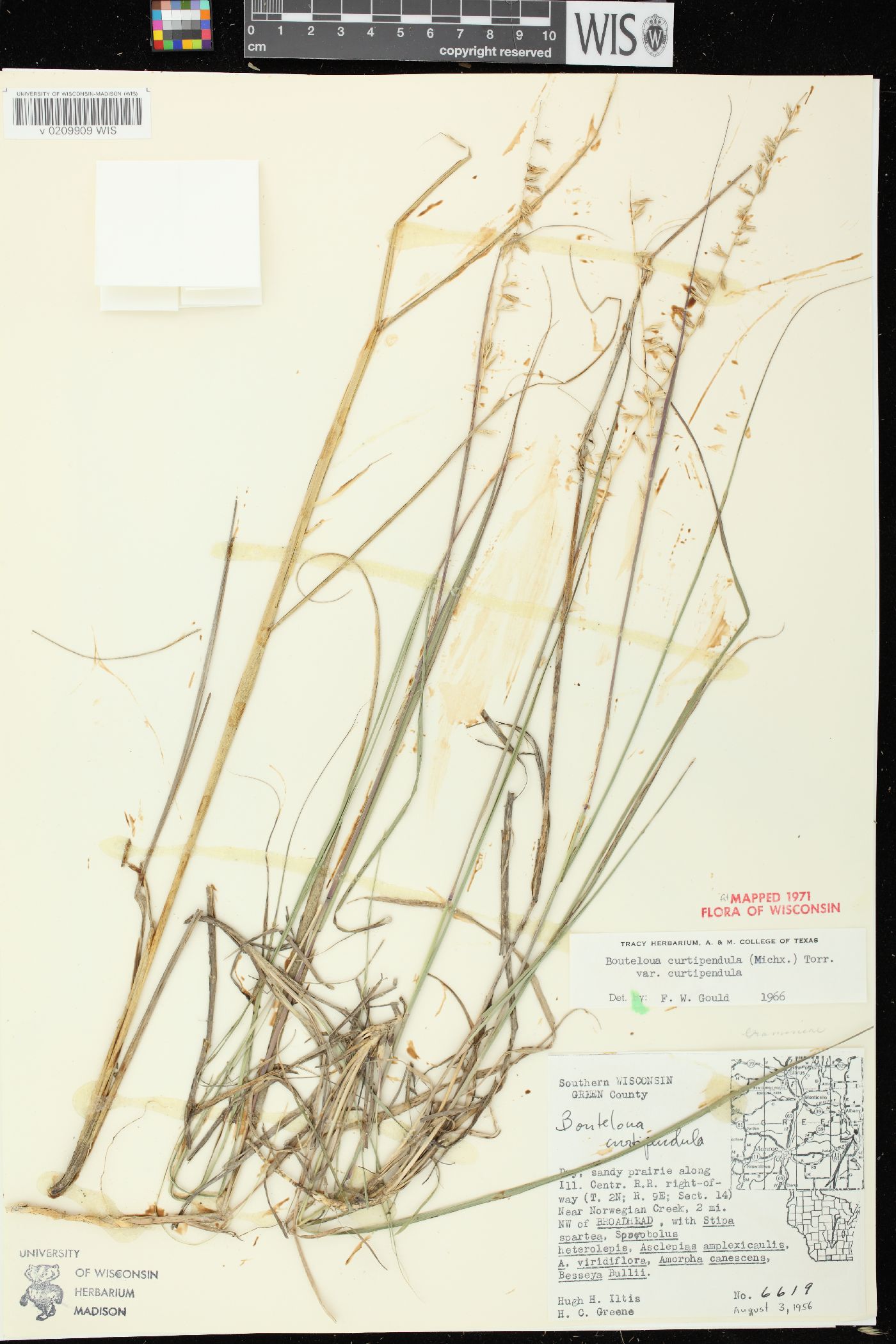 Bouteloua curtipendula var. curtipendula image