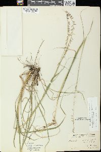 Bouteloua curtipendula var. curtipendula image