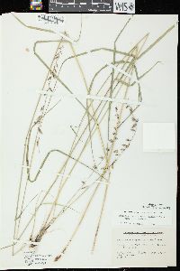 Bouteloua curtipendula var. curtipendula image