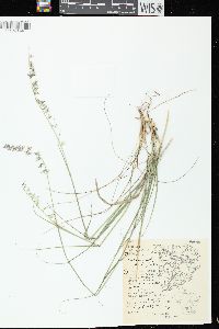 Bouteloua curtipendula var. curtipendula image