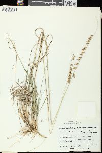 Bouteloua curtipendula var. curtipendula image