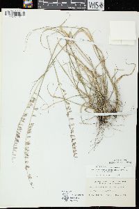 Bouteloua curtipendula var. curtipendula image