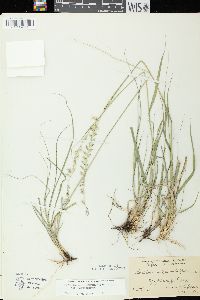 Bouteloua curtipendula var. curtipendula image