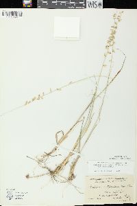 Bouteloua curtipendula var. curtipendula image