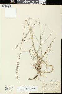 Bouteloua curtipendula var. curtipendula image