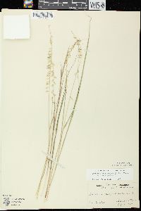 Bouteloua curtipendula var. curtipendula image