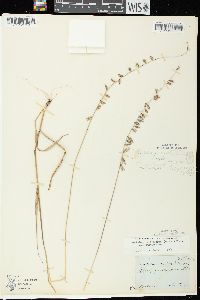 Bouteloua curtipendula var. curtipendula image