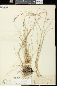 Bouteloua curtipendula var. curtipendula image