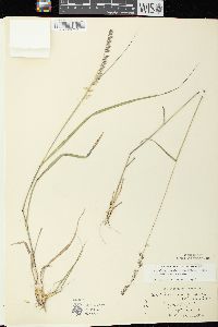 Bouteloua curtipendula var. curtipendula image