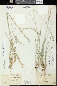 Bouteloua curtipendula var. curtipendula image