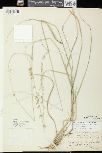 Bouteloua curtipendula var. curtipendula image