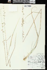 Bouteloua curtipendula var. curtipendula image