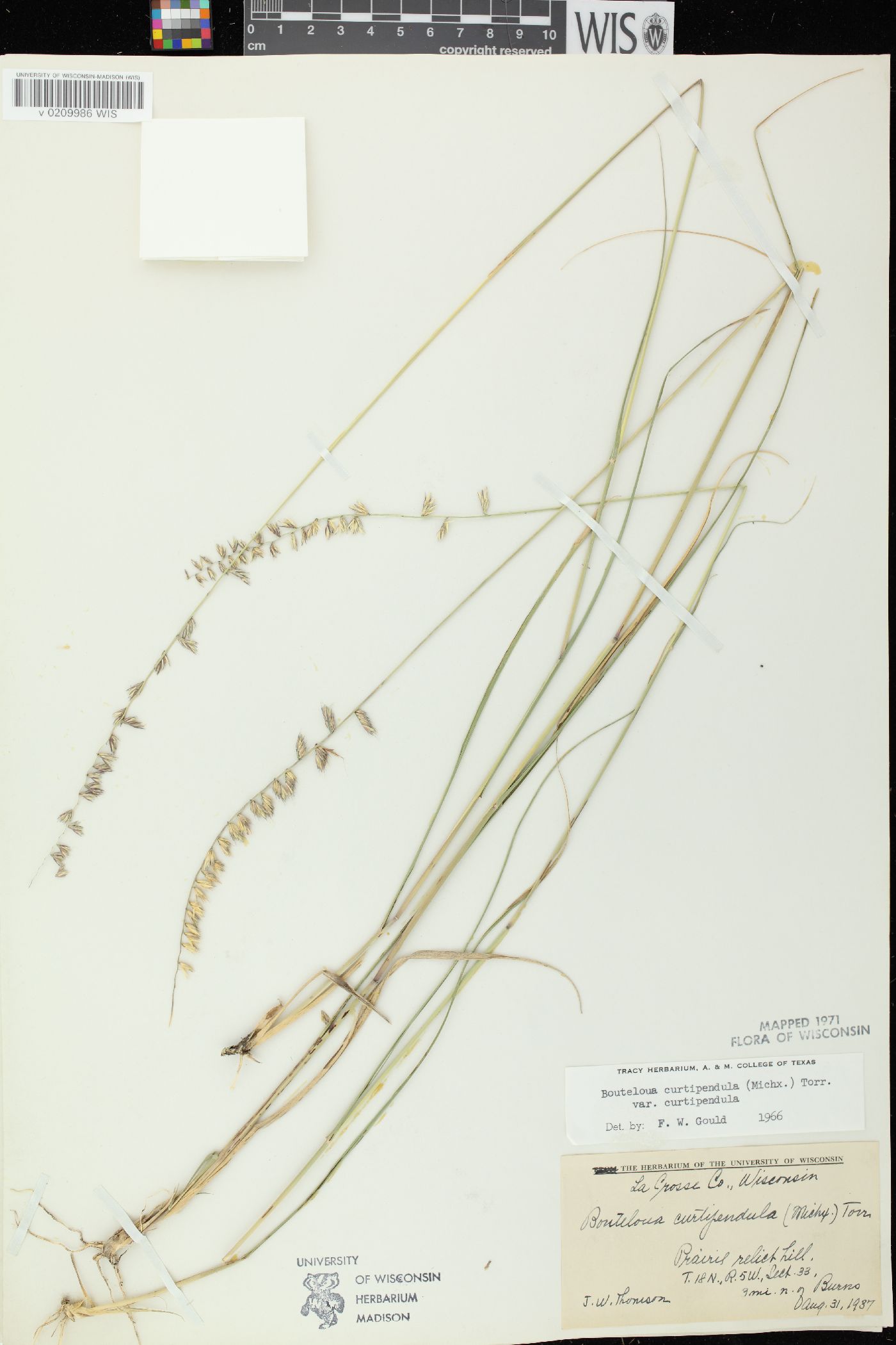 Bouteloua curtipendula var. curtipendula image