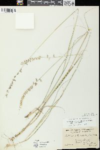 Bouteloua curtipendula var. curtipendula image