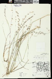 Bouteloua curtipendula var. curtipendula image