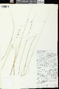 Bouteloua curtipendula var. curtipendula image