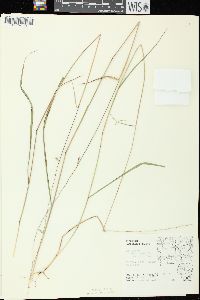 Bouteloua curtipendula var. curtipendula image