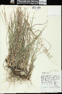 Bouteloua curtipendula var. curtipendula image