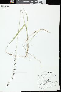 Bouteloua curtipendula var. curtipendula image