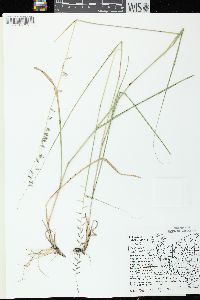 Bouteloua curtipendula var. curtipendula image